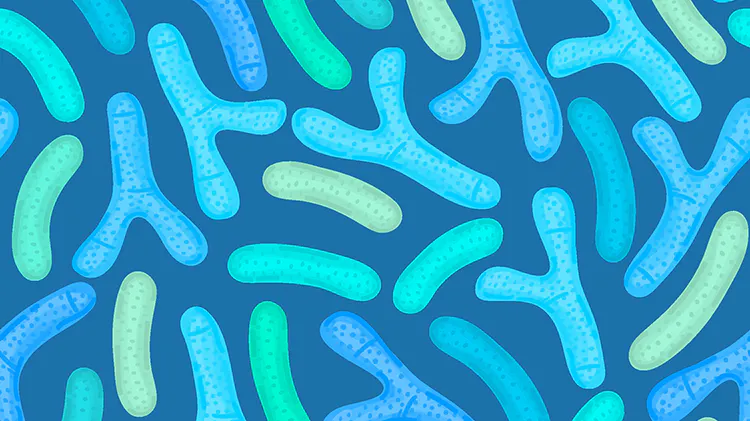 Bifidobacterium longum BB-46
