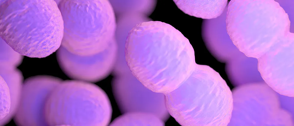 Enterococcus faecium ENCfa-68