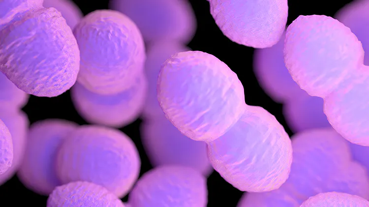 Enterococcus faecium ENCfa-68 (SF68)