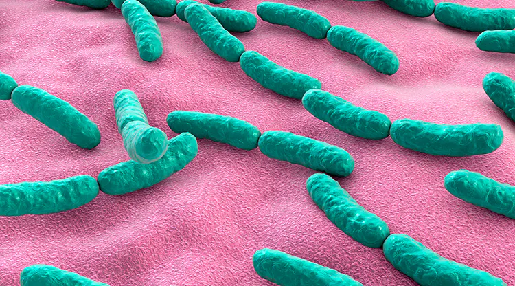 Lactobacillus rhamnosus GG