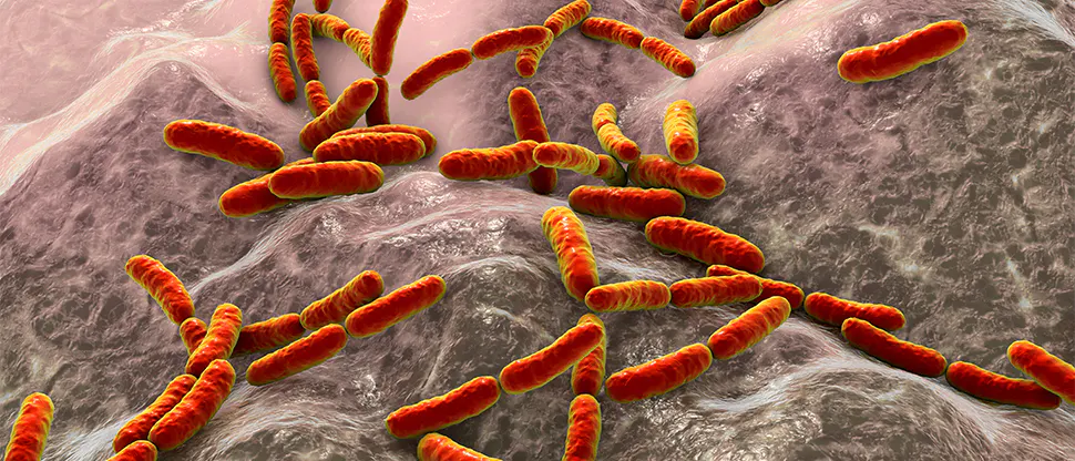 Bifidobacterium animalis subsp. lactis BB-12