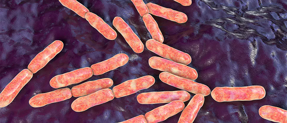 Lactobacillus rhamnosus GG