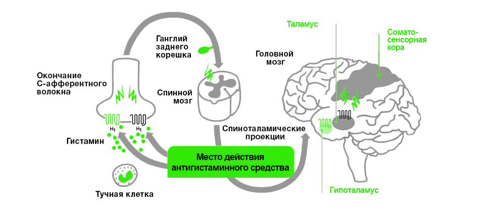 Роль гистаминовых рецепторов в периферической и центральной передаче сигналов зуда8